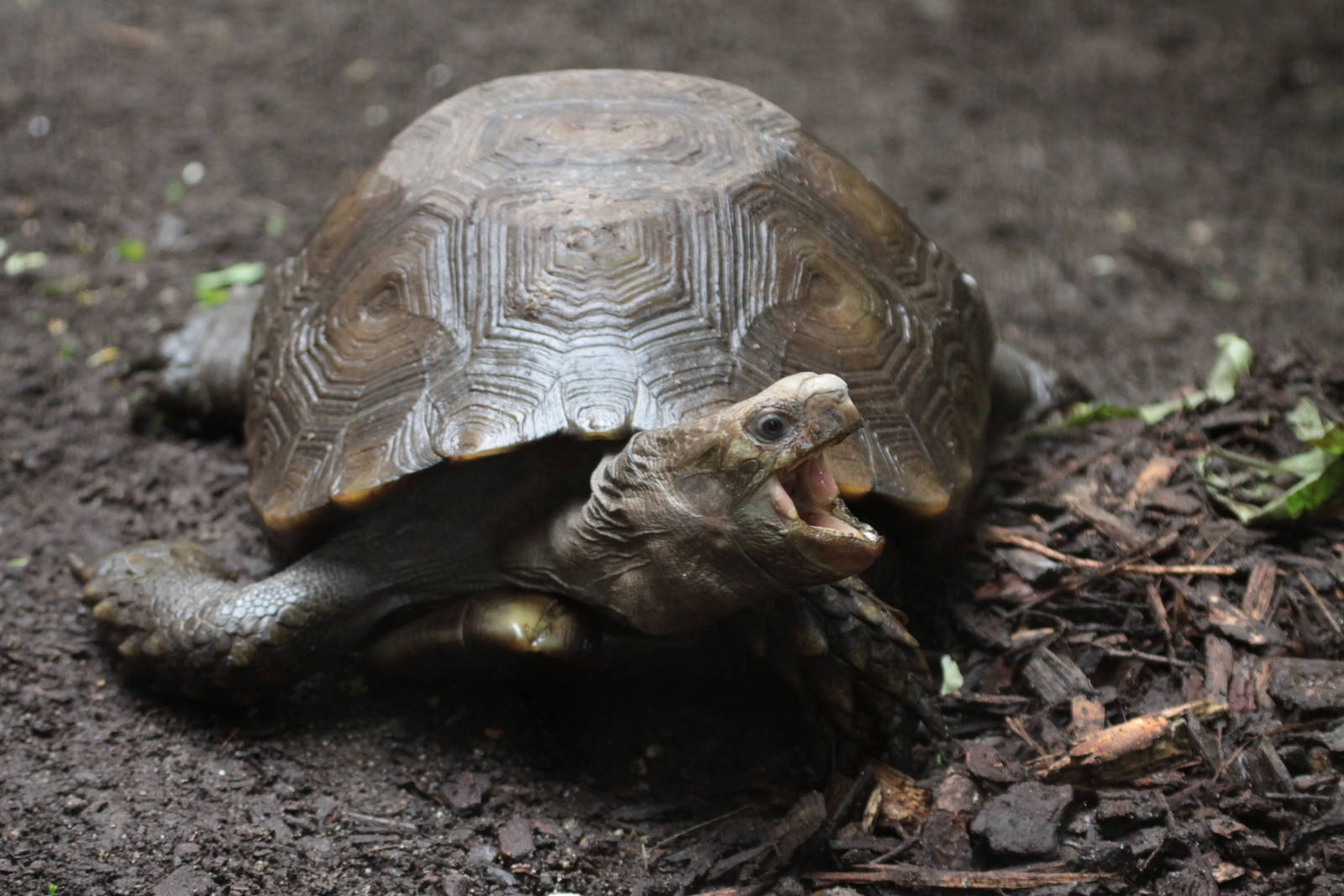 Asian giant tortoise (Manouria emys emys)