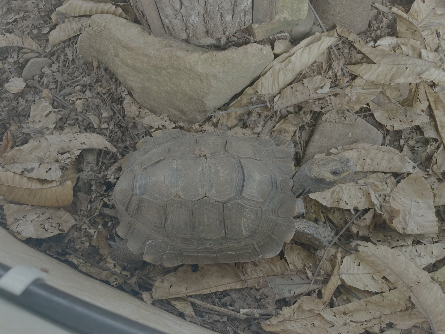 asian giant tortoise (manouria emys) - museum komodo