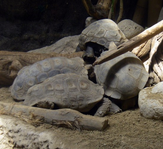 Asian Giant Tortoise (Manouria emys)