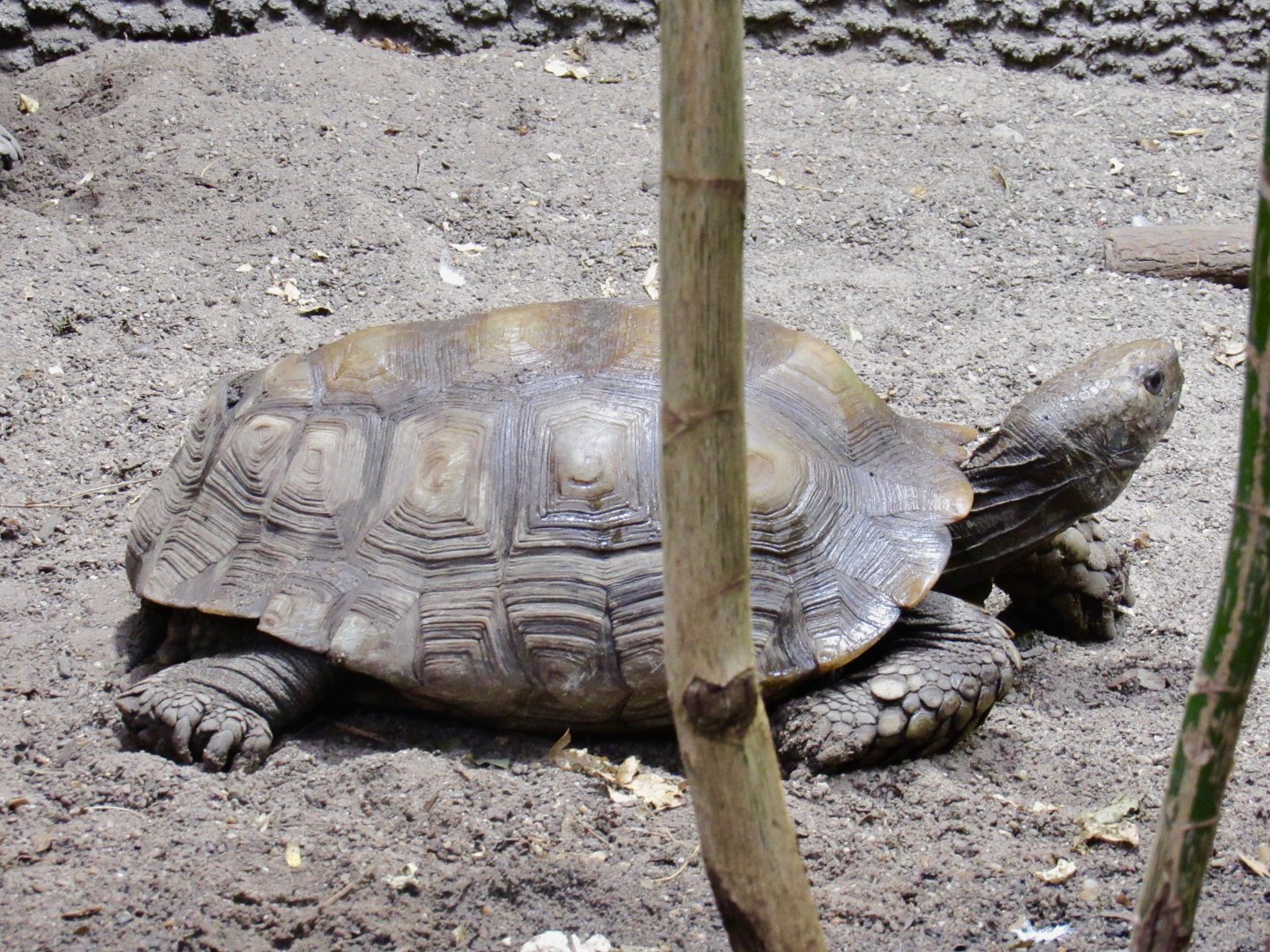 Asian Giant Tortoise
