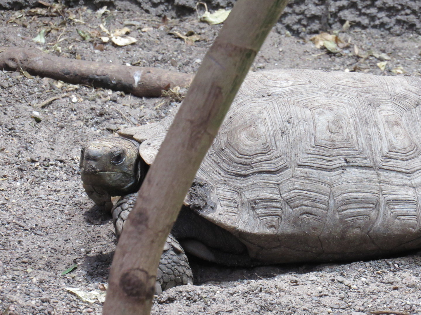 Asian Giant Tortoise