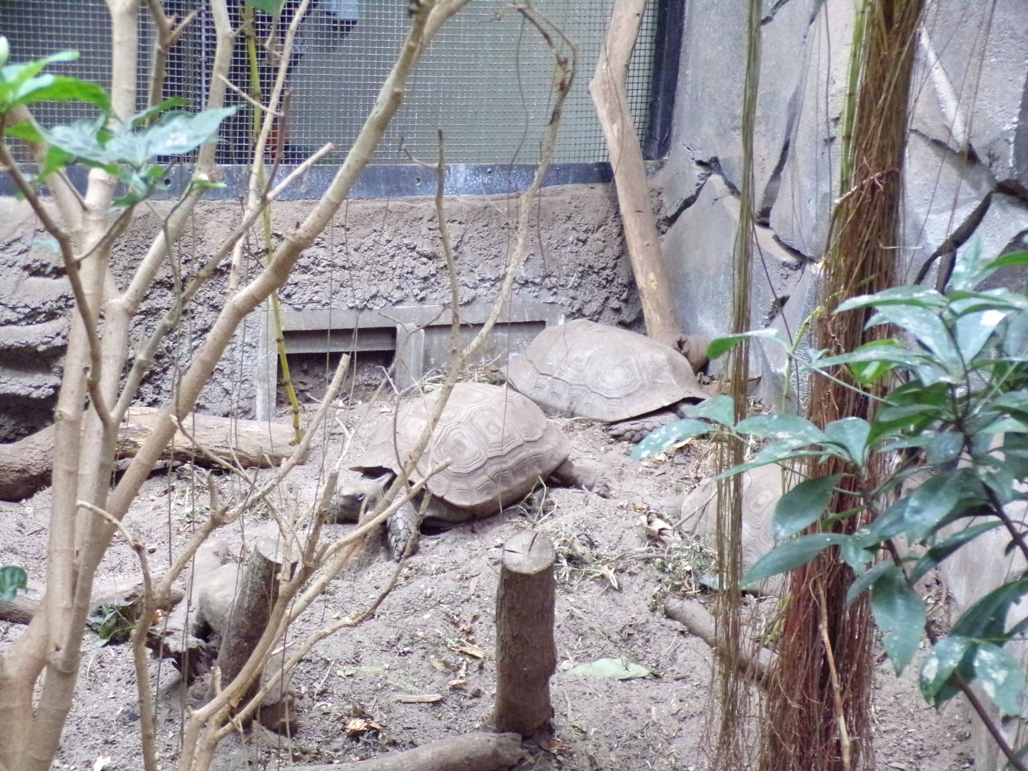 Asian giant tortoises 29.6.24