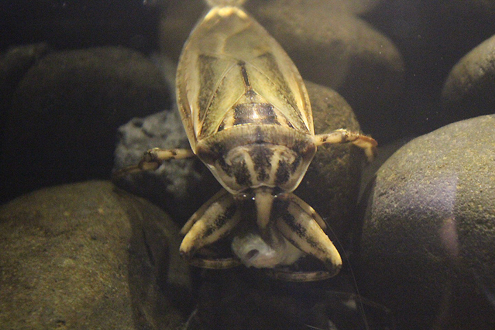 Asian giant water bug (Lethocerus indicus)