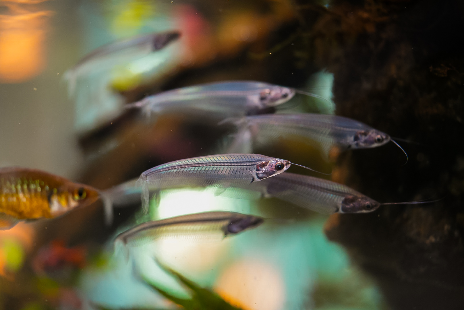 Asian Glass Catfish (Amazon Spheres)