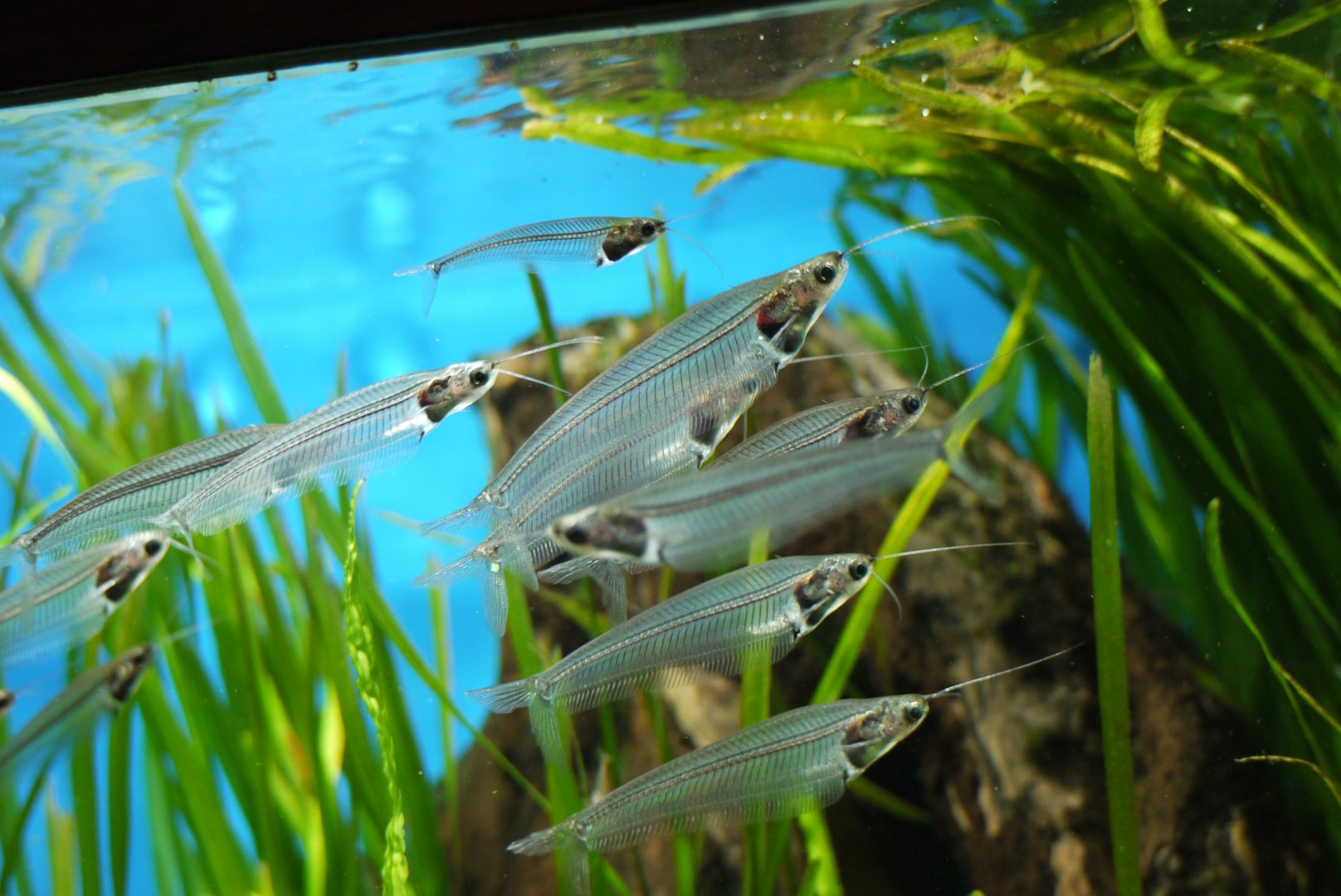 Asian Glass Catfish