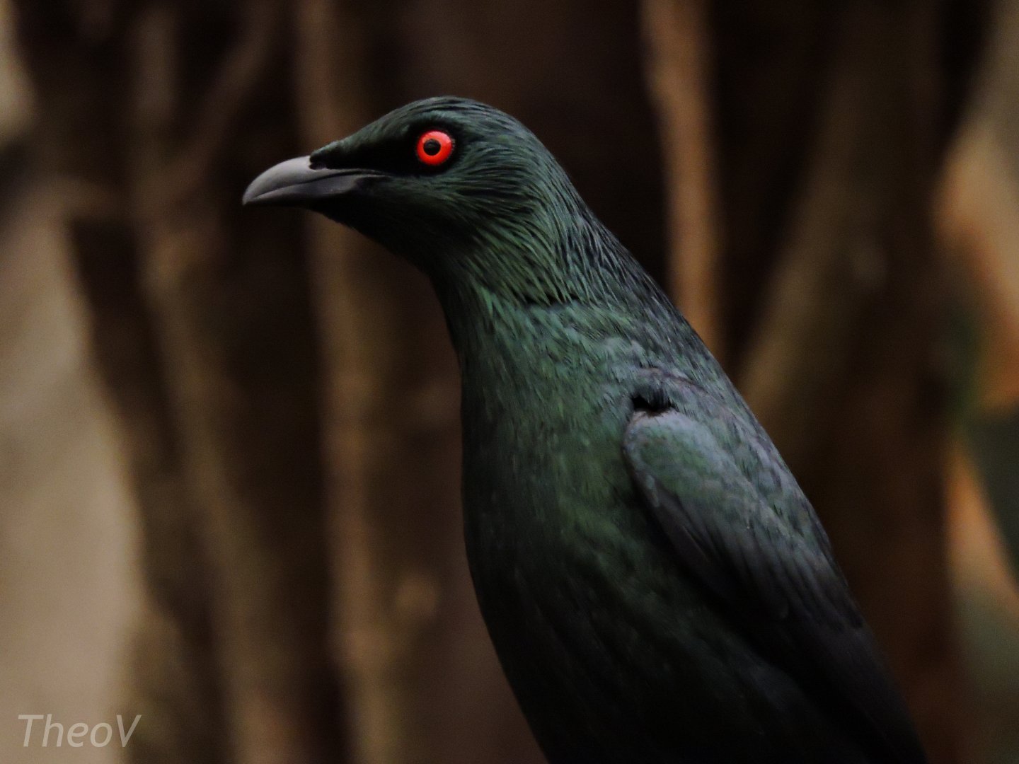 Asian glossy starling [2015]