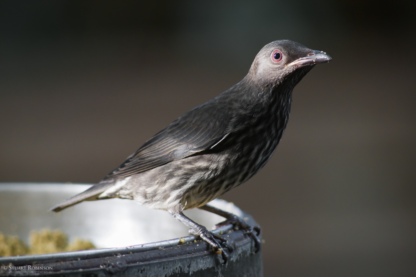 Asian Glossy Starling - 28/09/2011