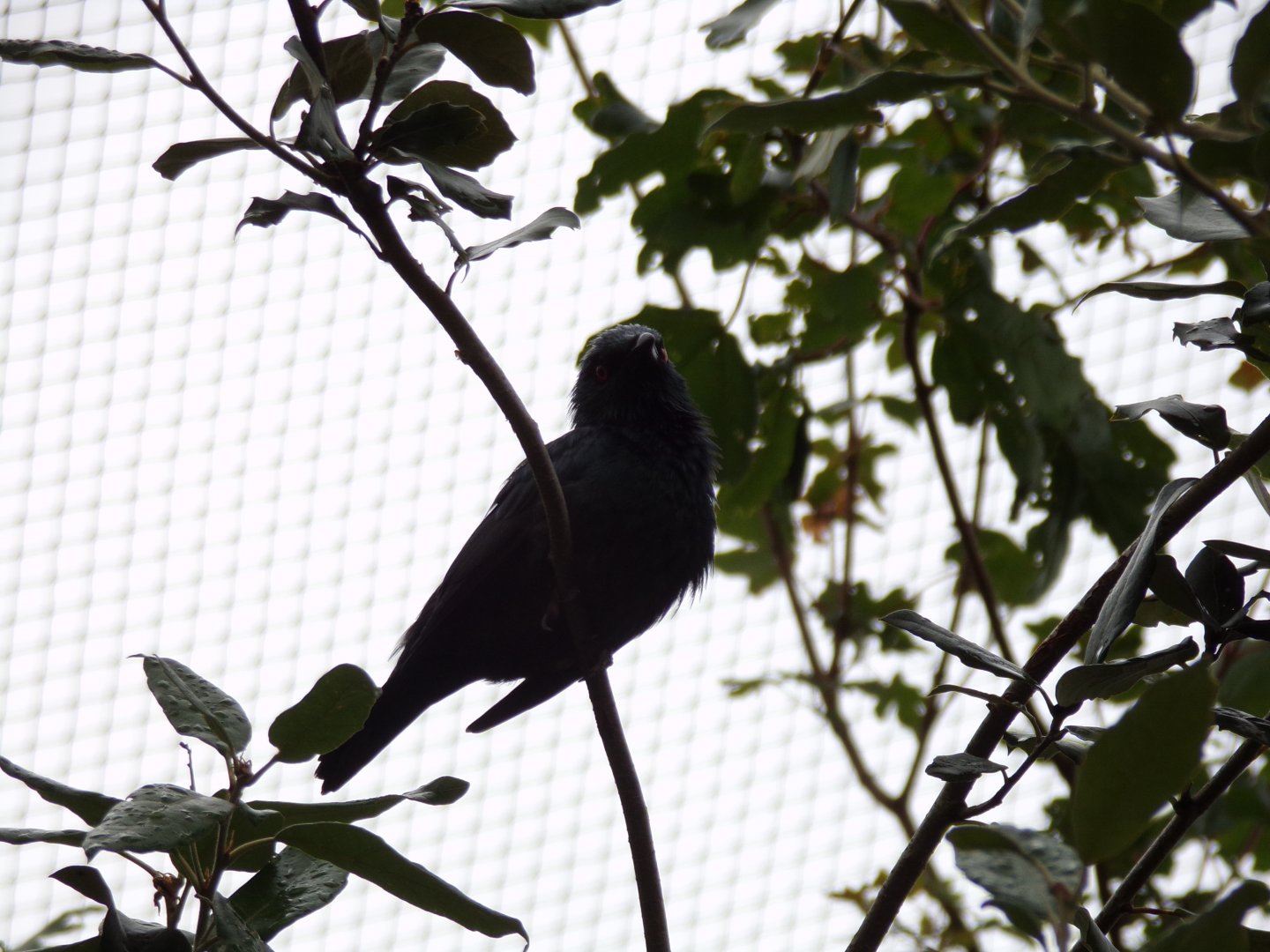 Asian glossy starling 29.6.24