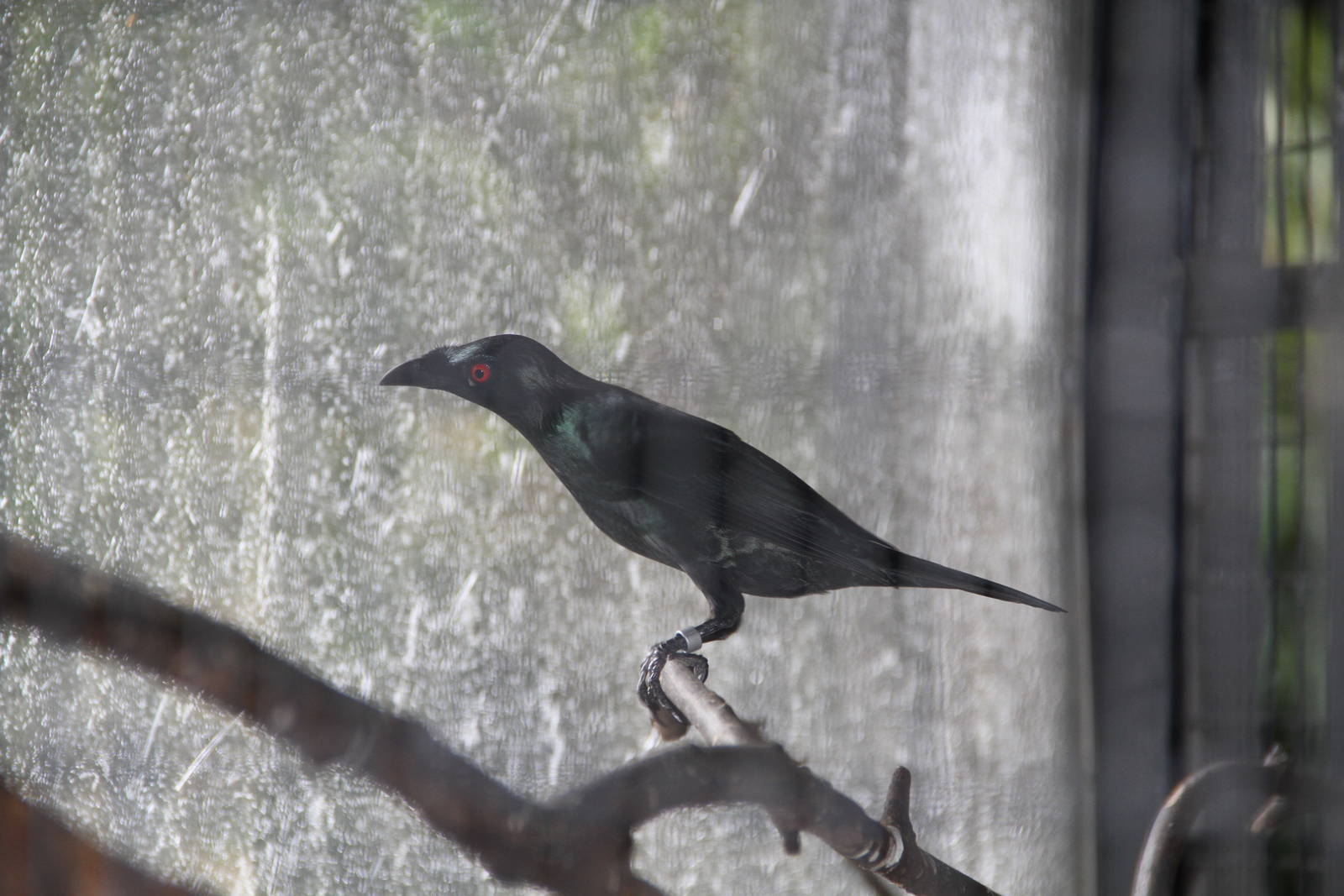 Asian Glossy Starling (Aplonis panayensis)