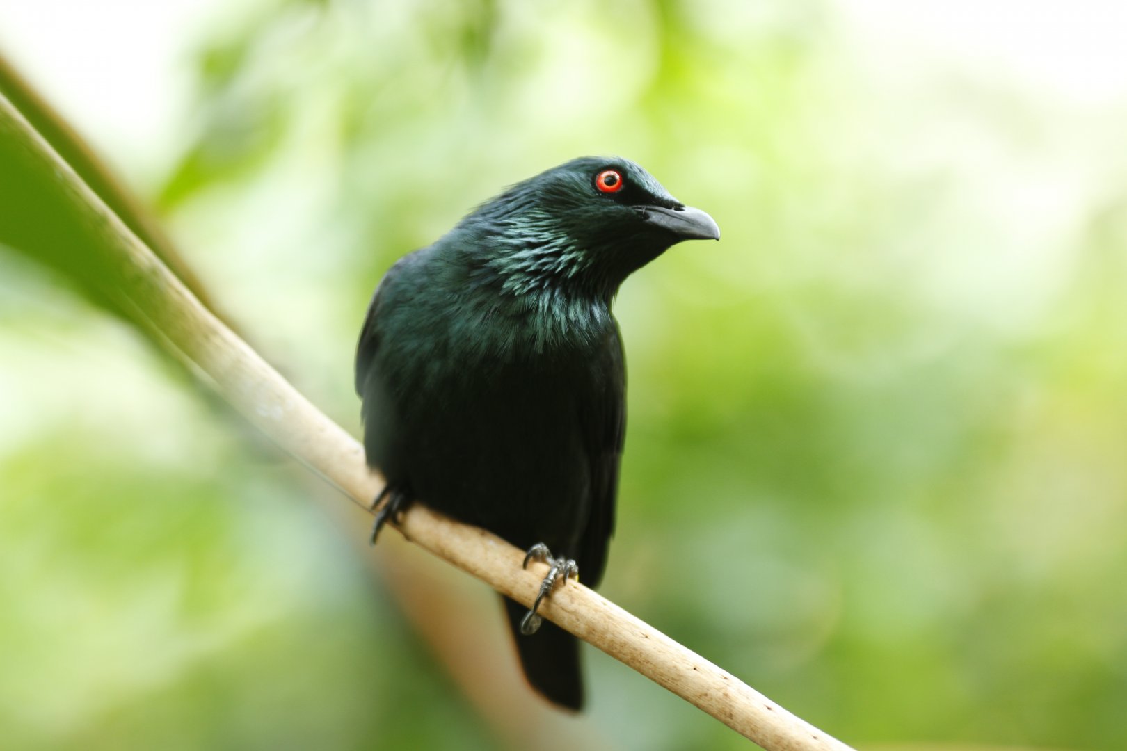 Asian glossy starling (Aplonis panayensis)