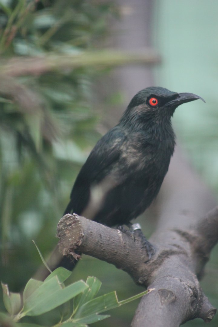 Asian glossy starling (Aplonis panayensis)