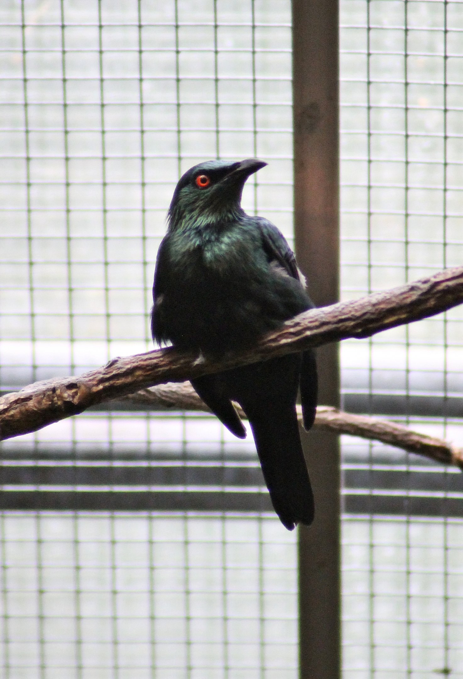 Asian glossy starling (Aplonis panayensis)