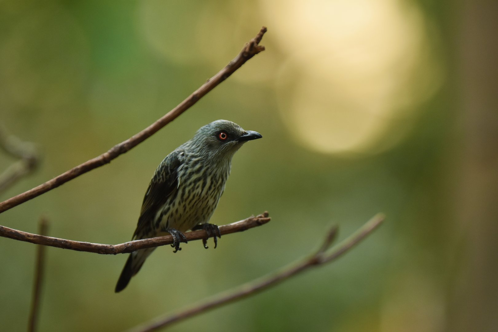 Asian Glossy Starling Aplonis panayensis