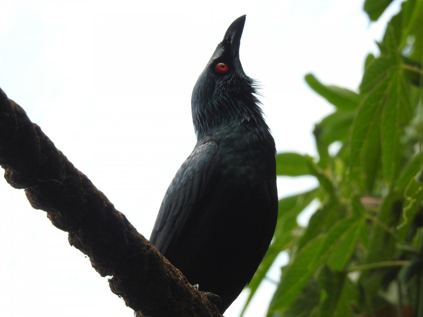 Asian Glossy Starling (Aplonis panayensis)