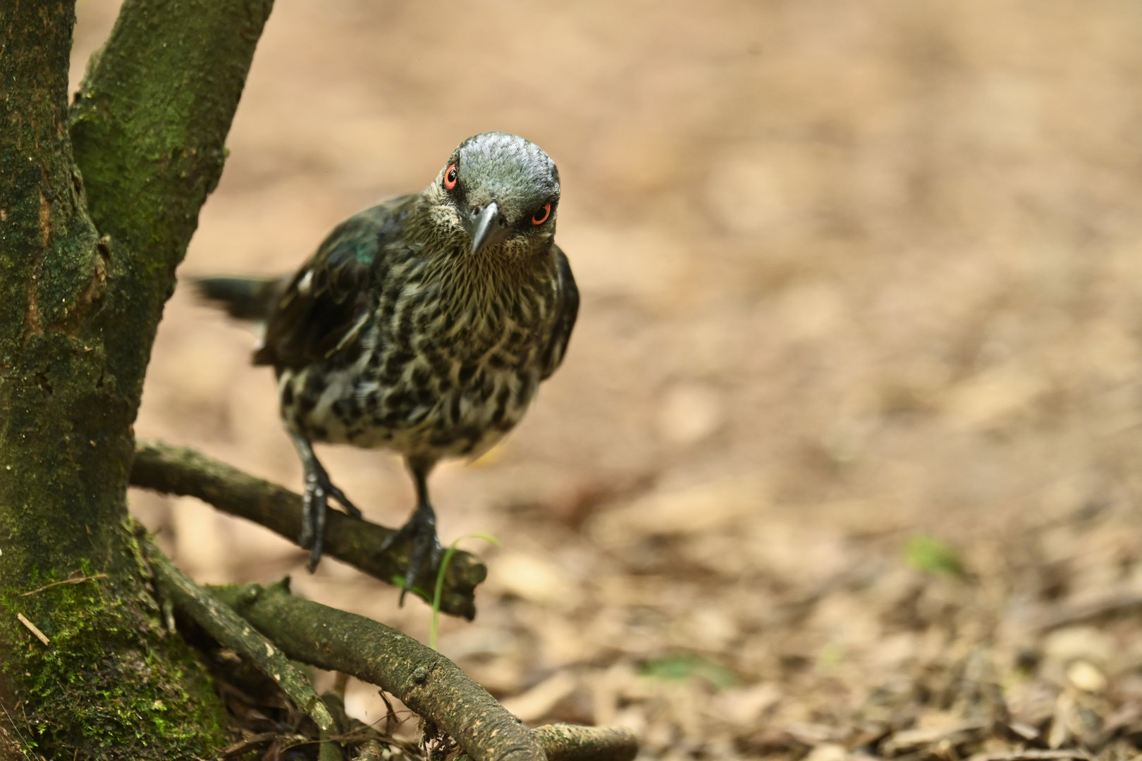 Asian Glossy Starling Aplonis panayensis