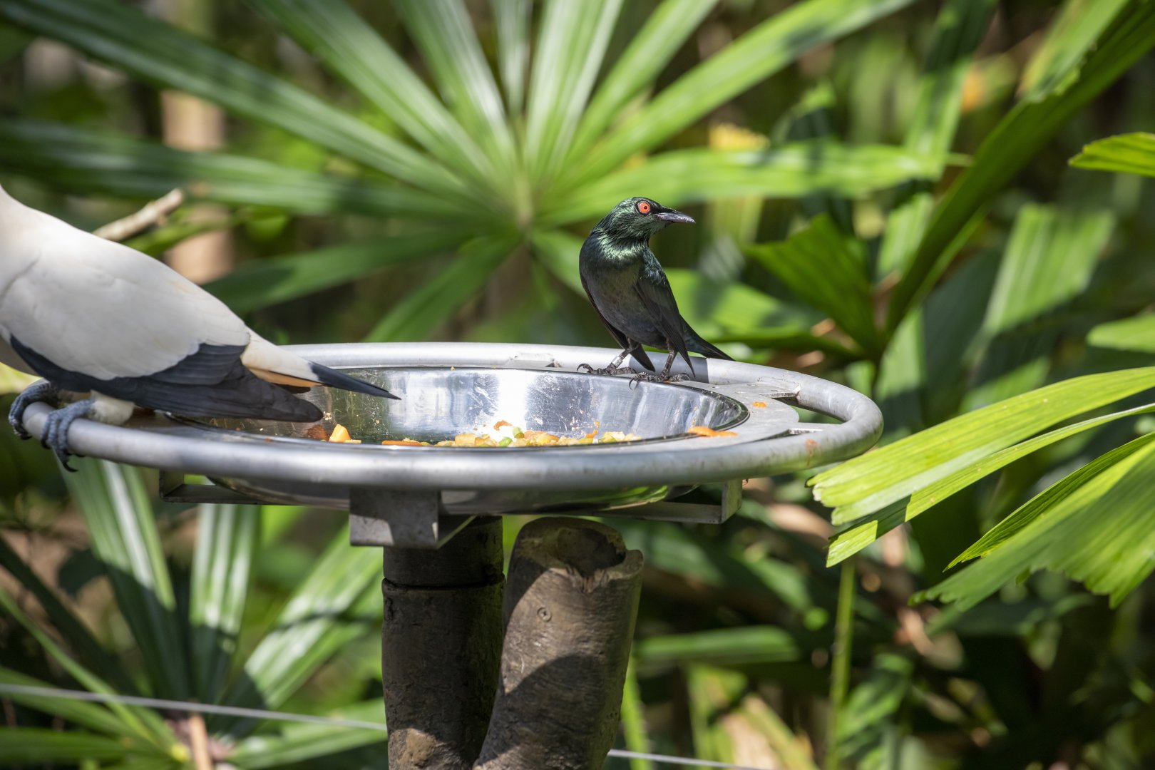Asian glossy starling (Aplonis panayensis)