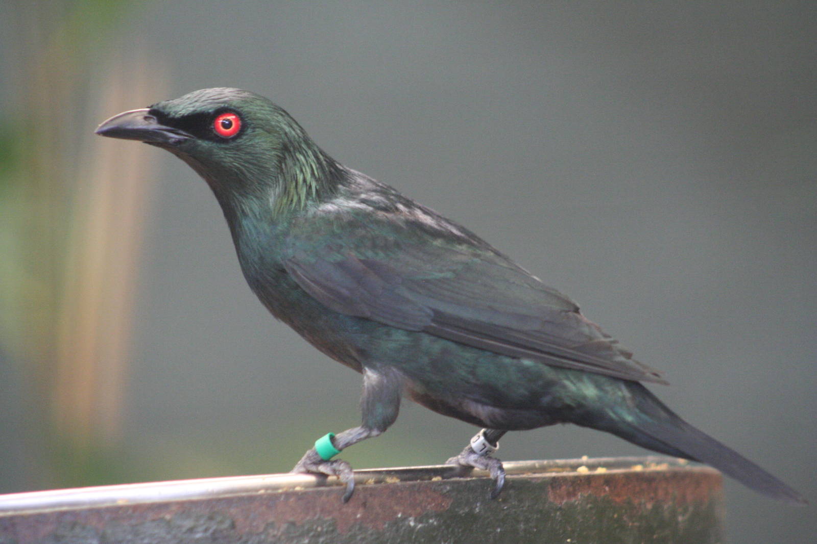 Asian Glossy Starling @ Chester; 04.07.2015