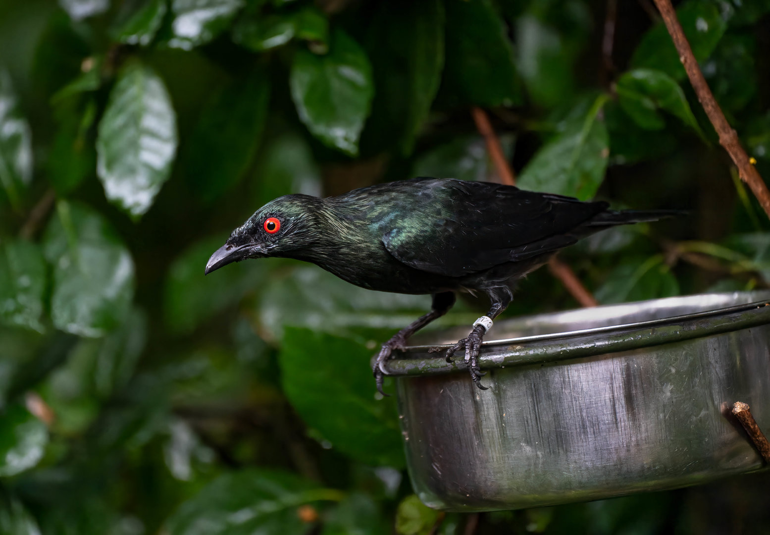 Asian glossy starling, Chester, UK