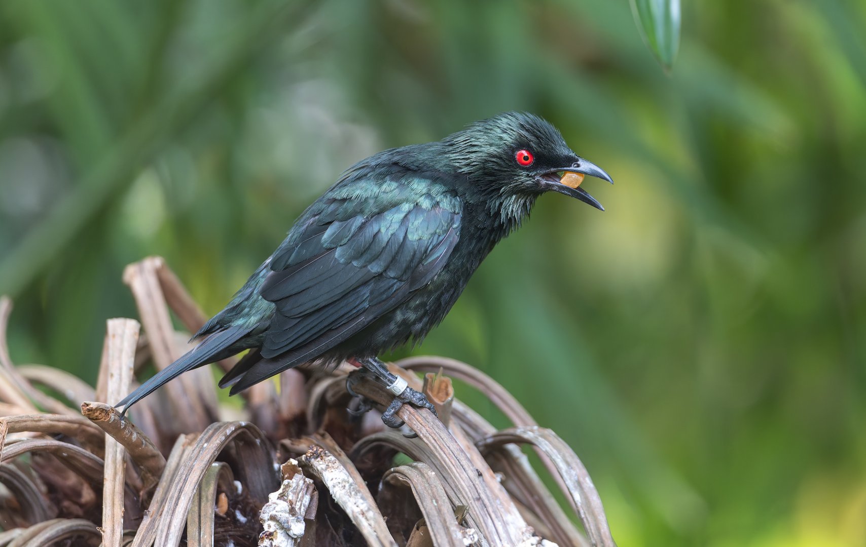Asian Glossy Starling, Chester, UK