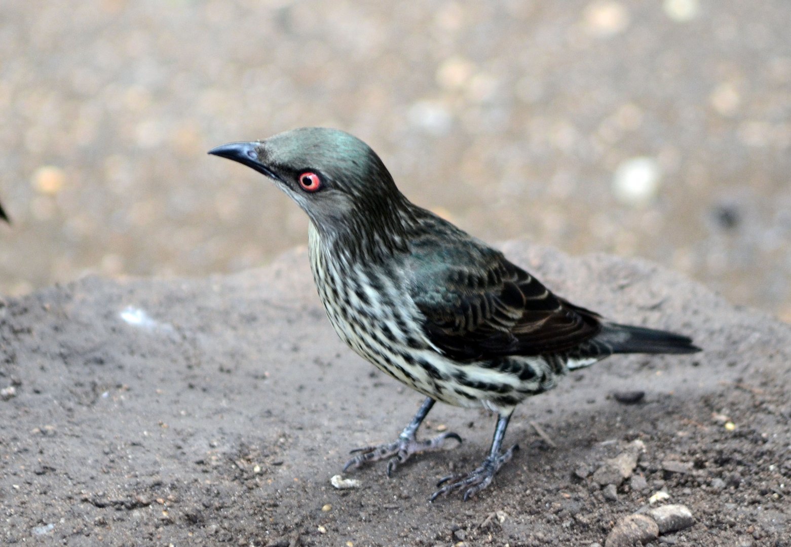 Asian Glossy Starling female