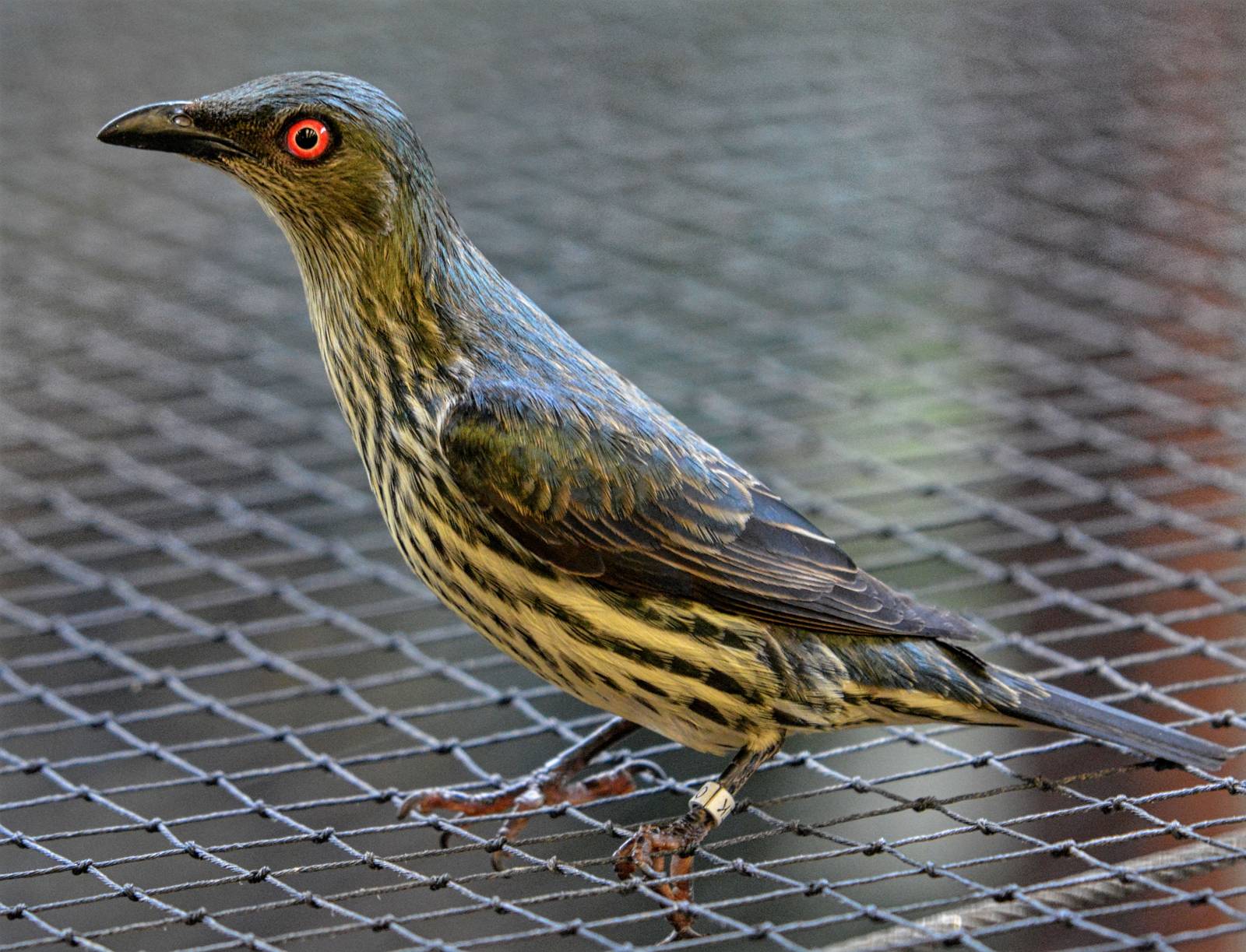 Asian Glossy Starling Immature