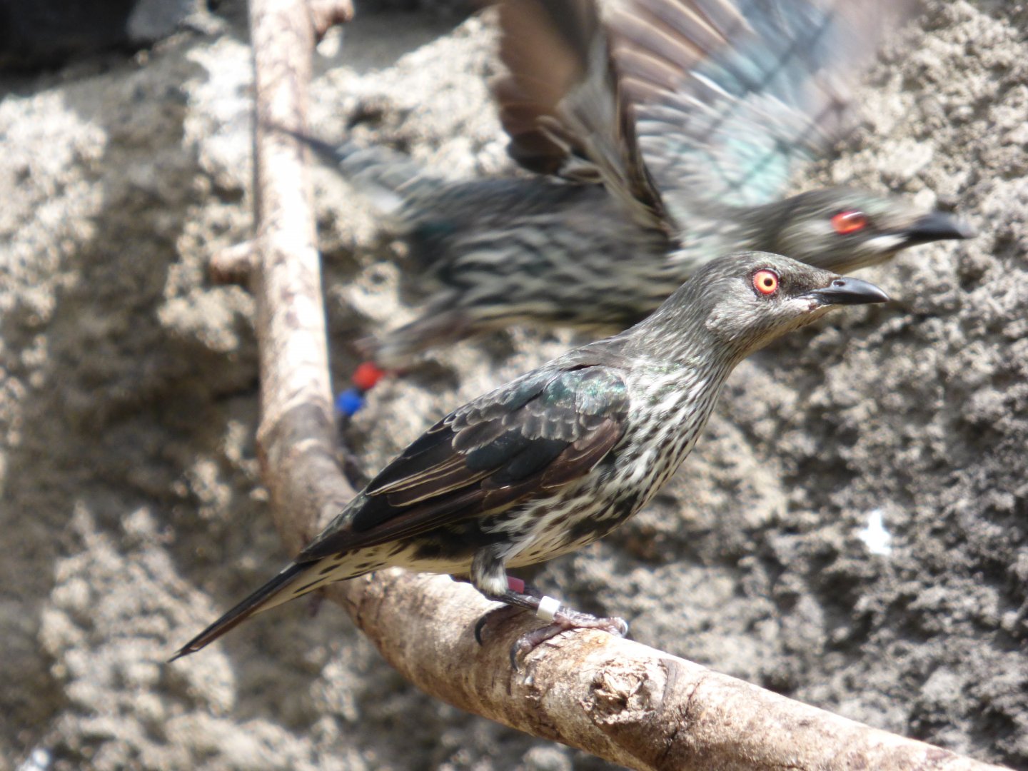 Asian Glossy Starling in new Islands aviary