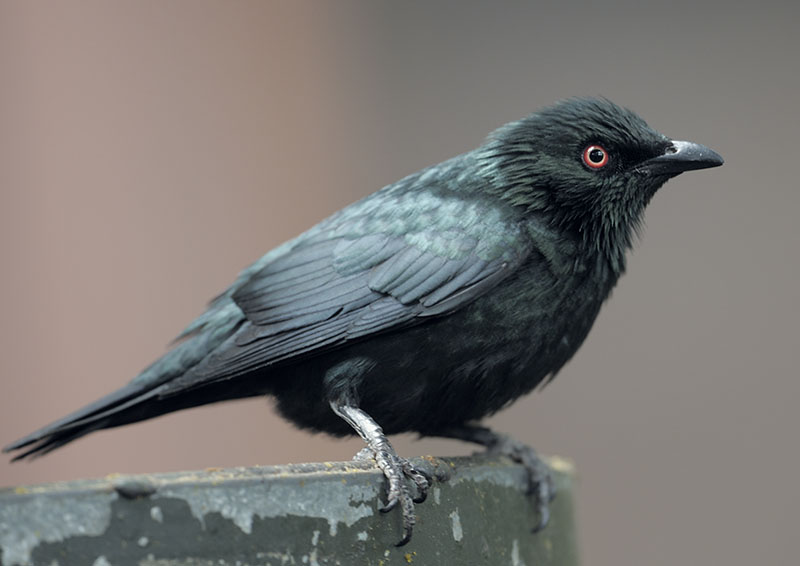 Asian glossy starling