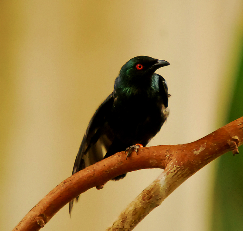 ASIAN GLOSSY STARLING?