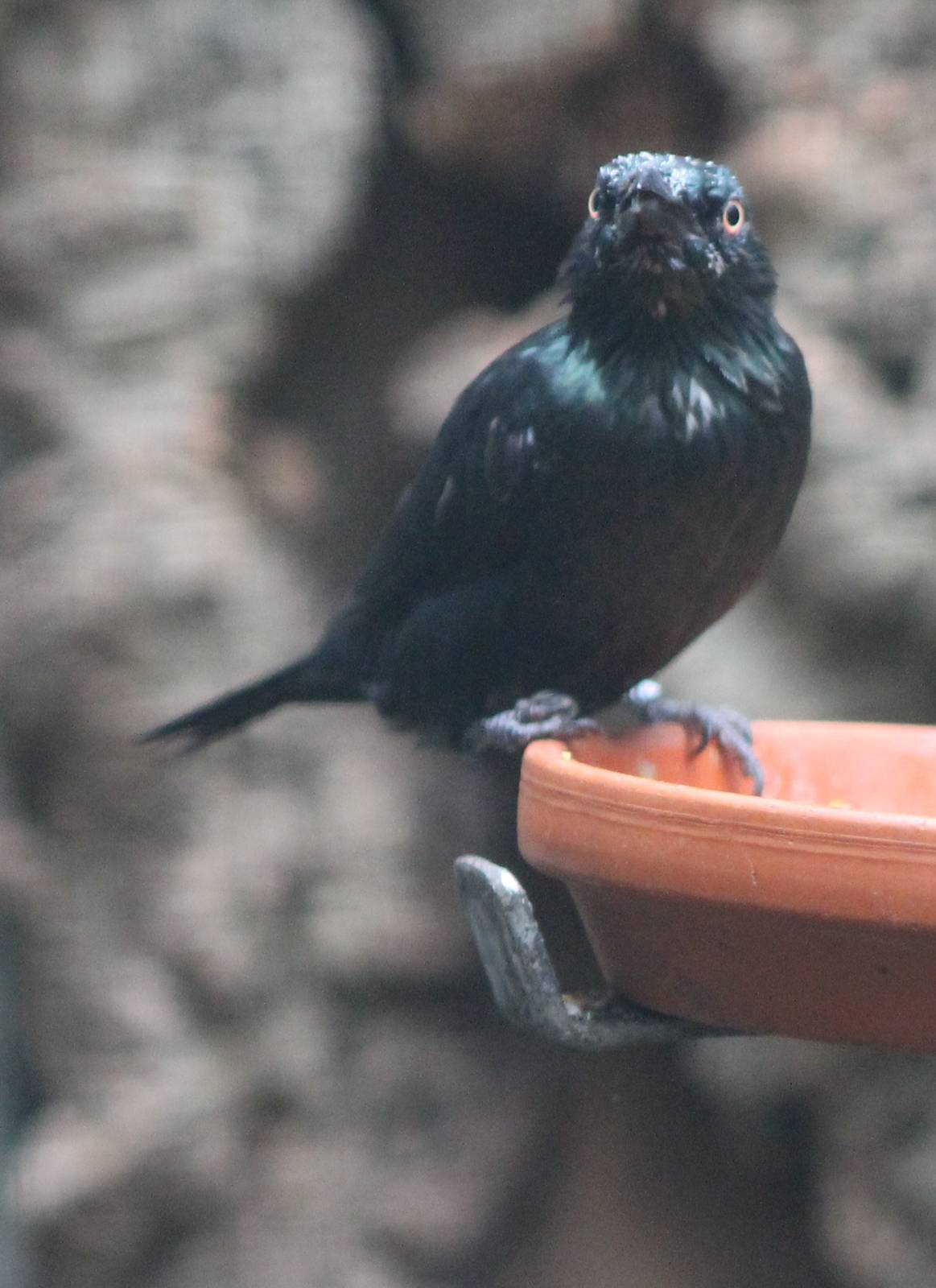 Asian glossy starling
