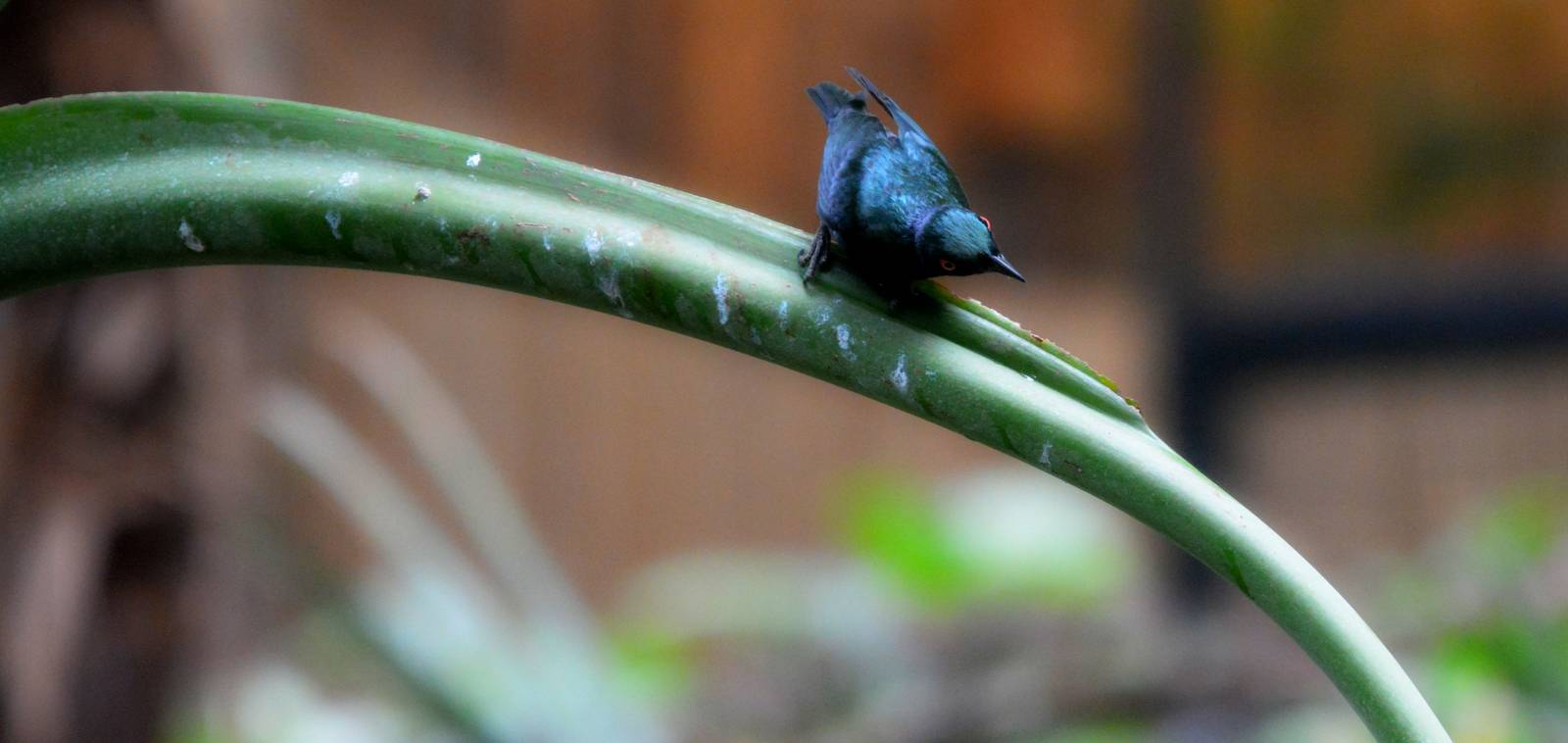 Asian Glossy Starling