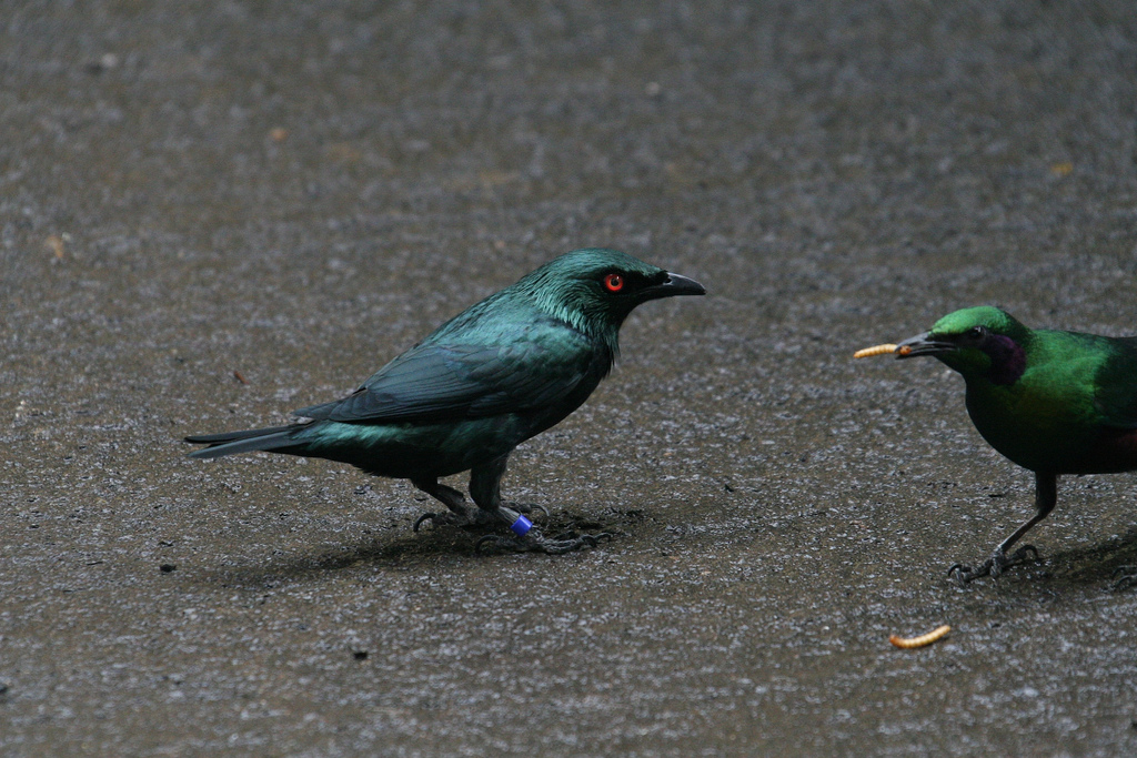 Asian Glossy Starling