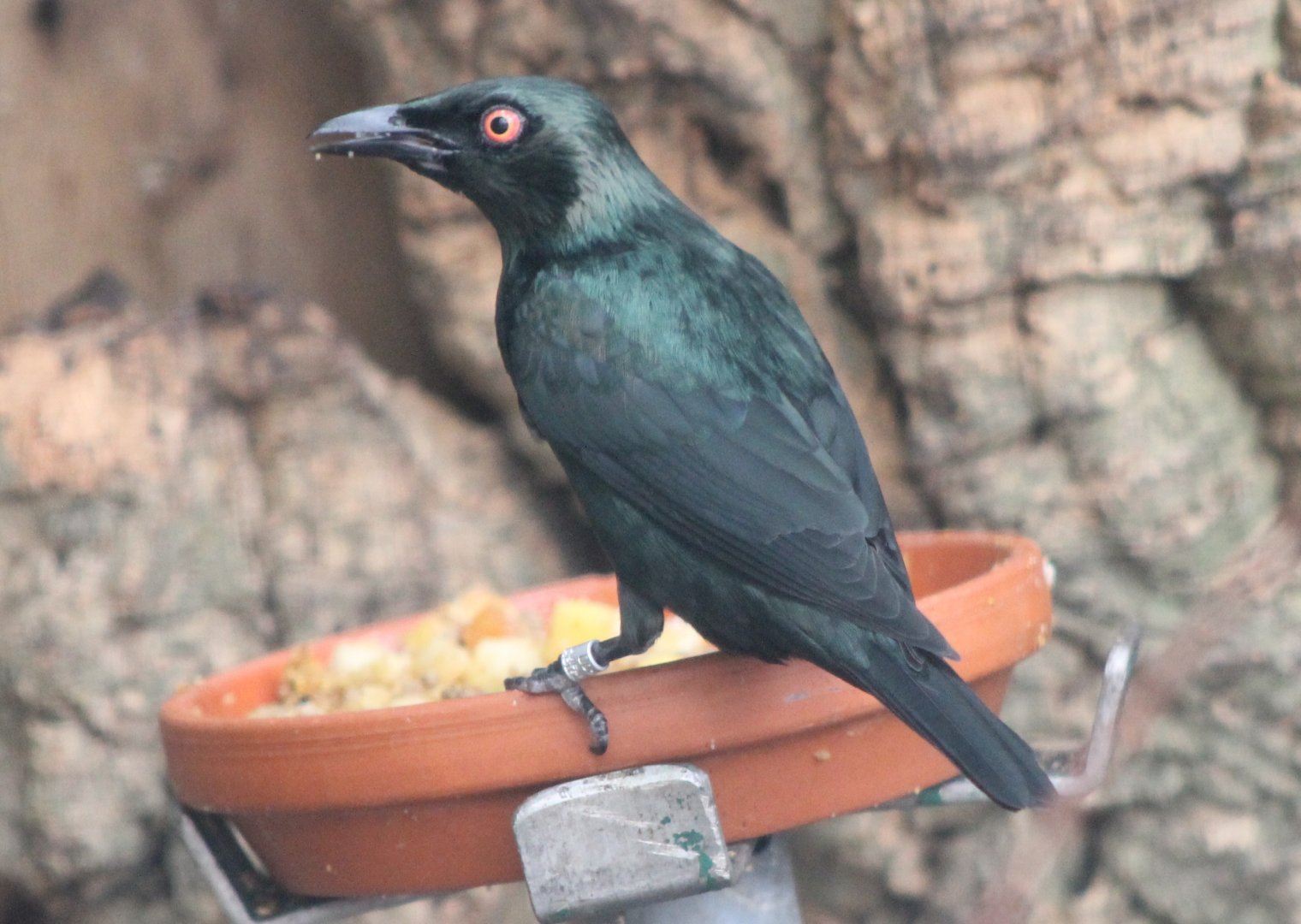 Asian glossy starling