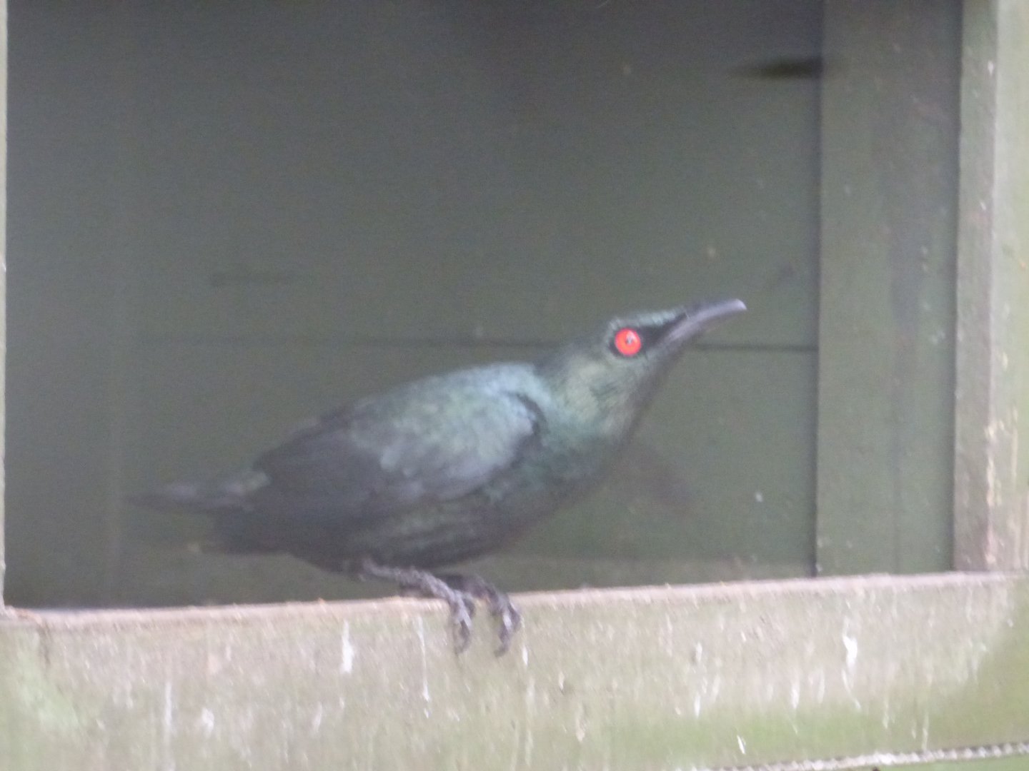 Asian Glossy Starling