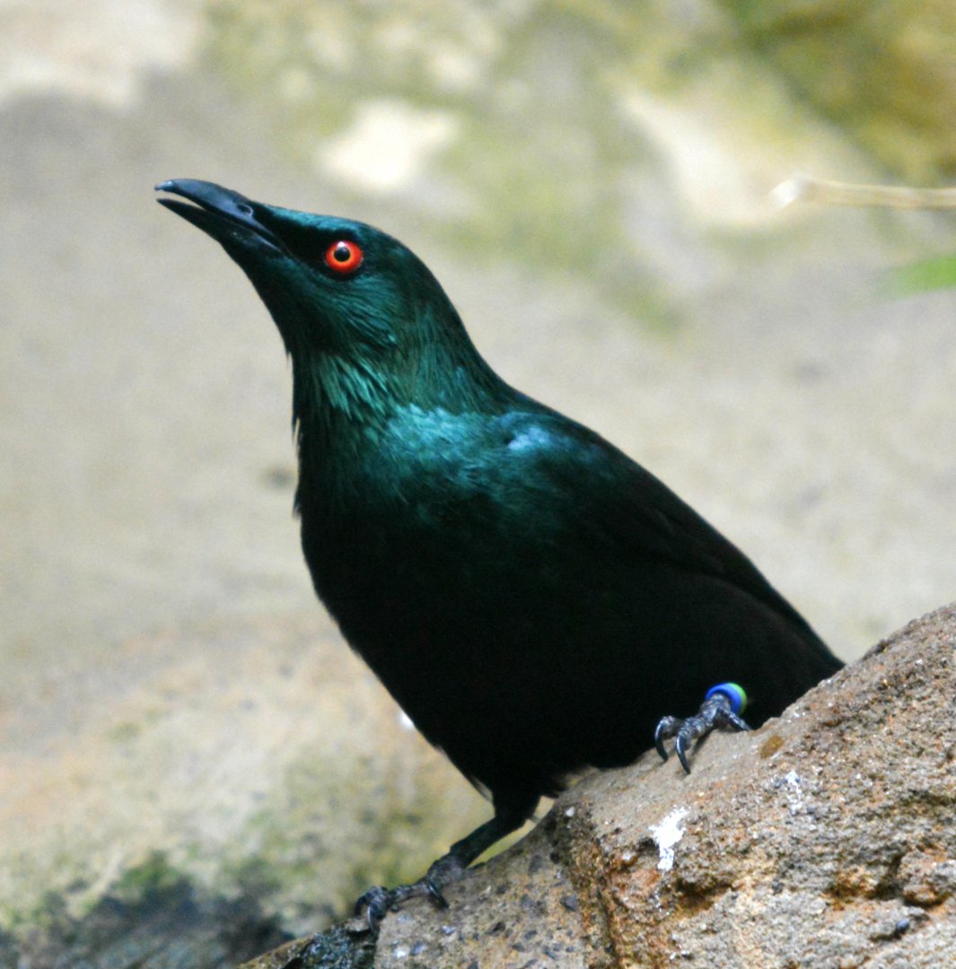 Asian Glossy Starling