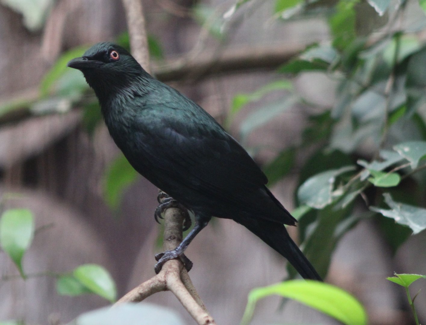 Asian glossy starling