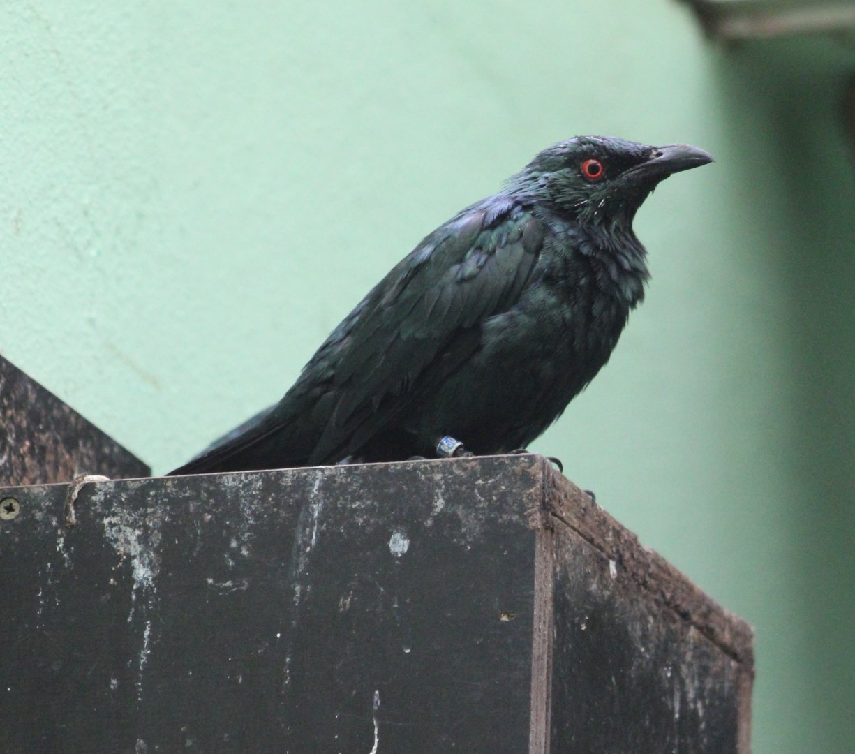 Asian glossy starling