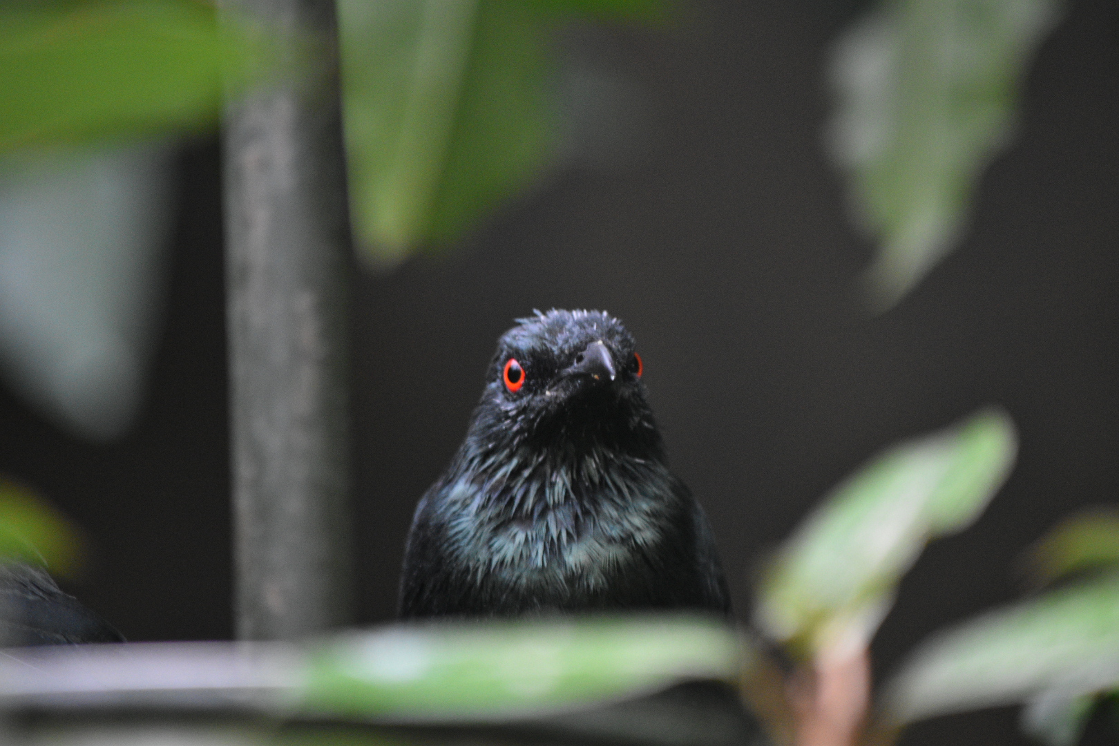 Asian Glossy Starling