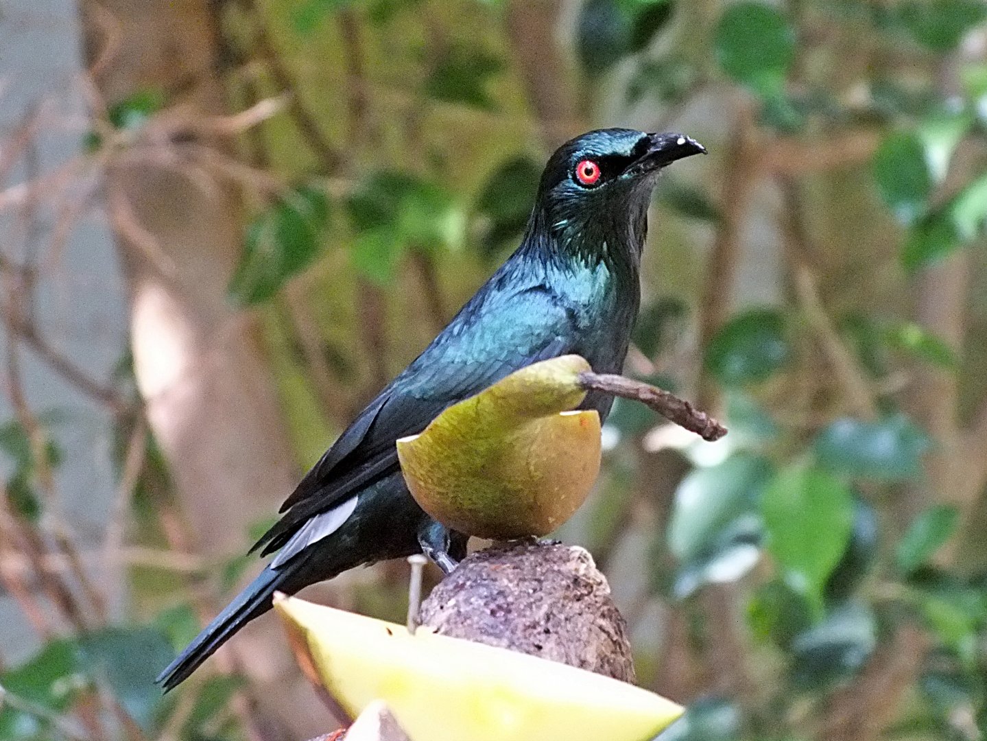 Asian glossy starling