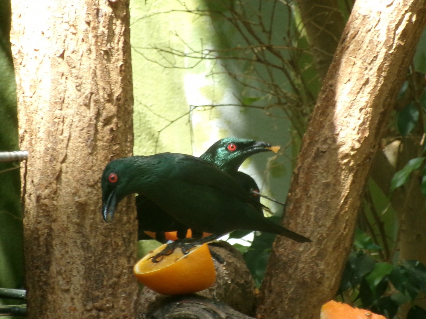 Asian glossy starling