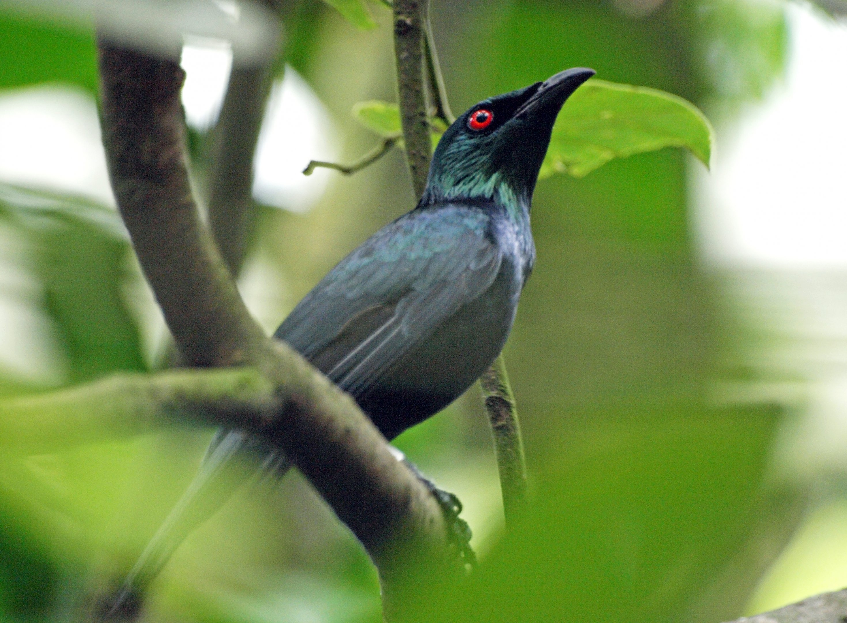 Asian Glossy starling