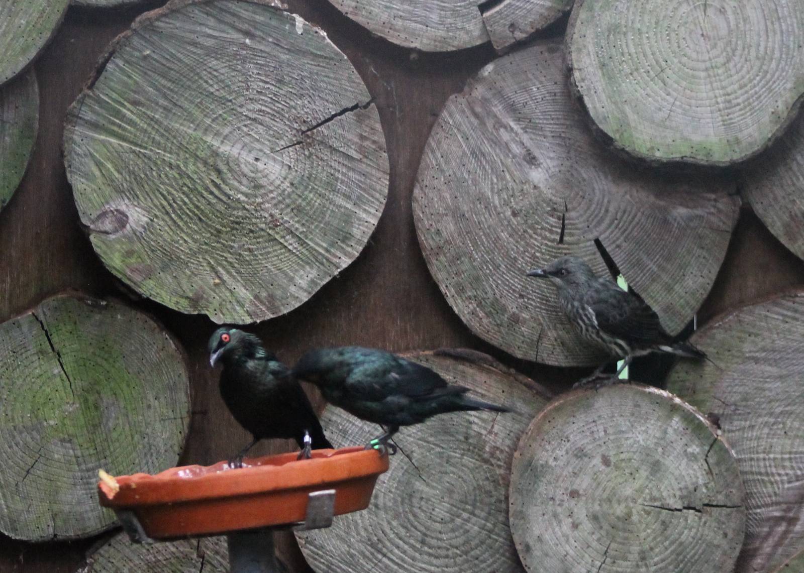 Asian glossy starlings with young