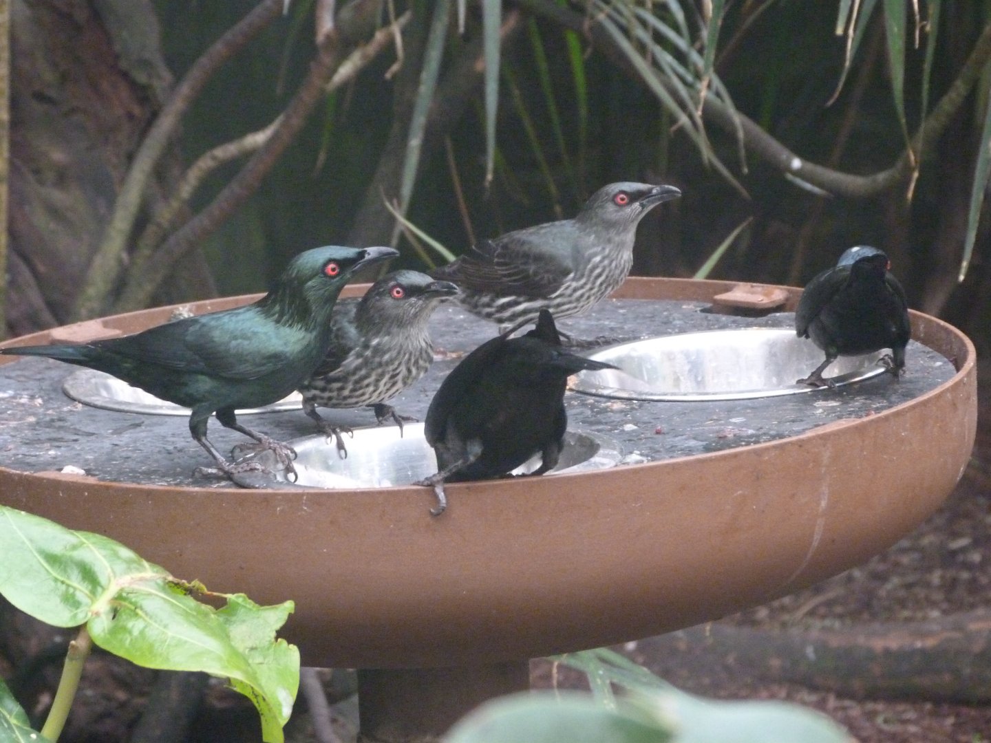 Asian glossy starlings -ZooParc de Beauval (2025)