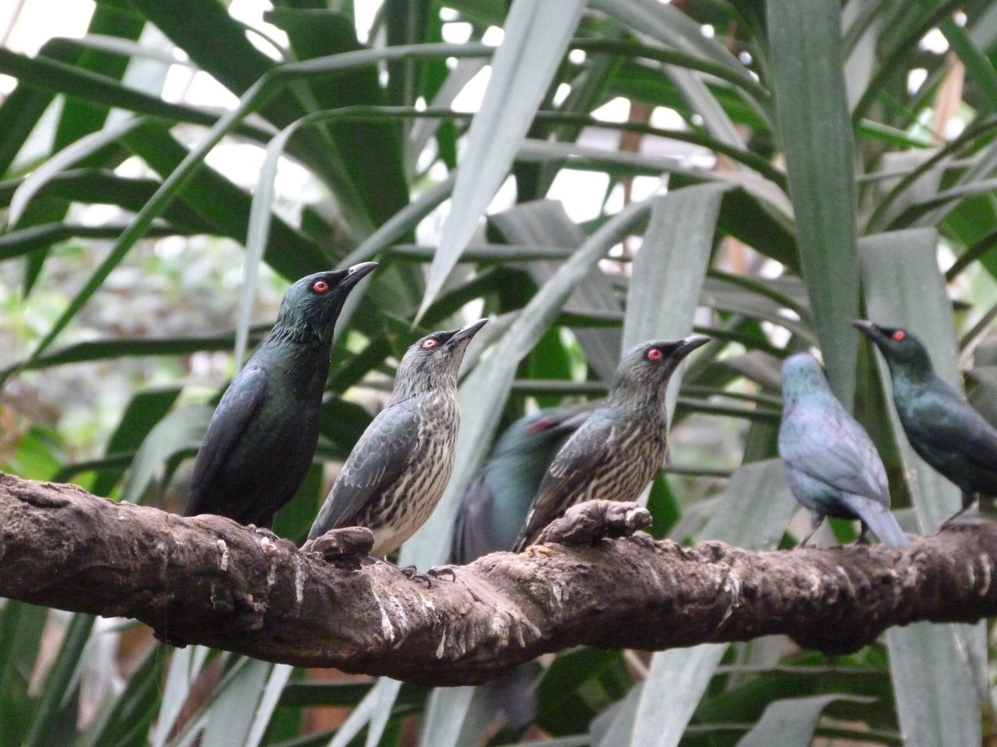 Asian glossy starlings -ZooParc de Beauval (2025)
