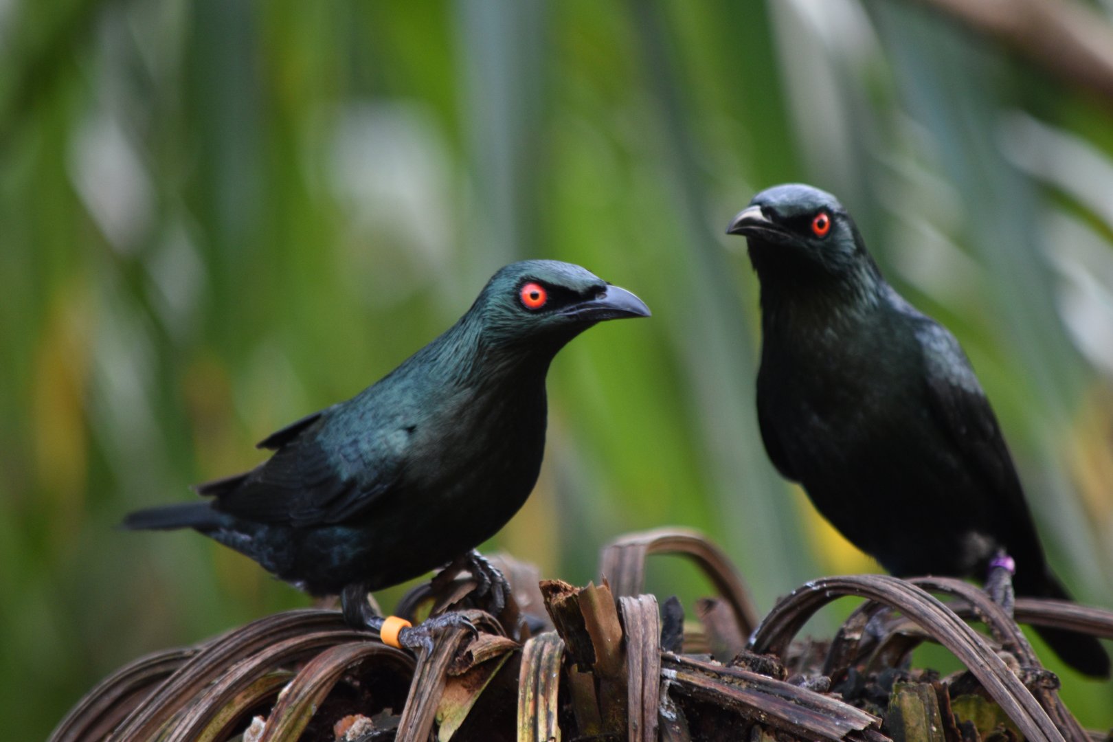 Asian glossy starlings
