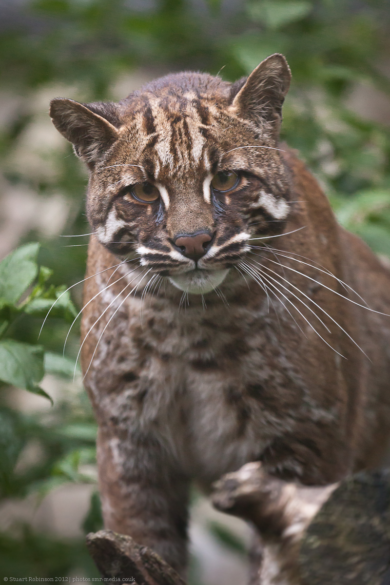 Asian Golden Cat - 15/06/2012