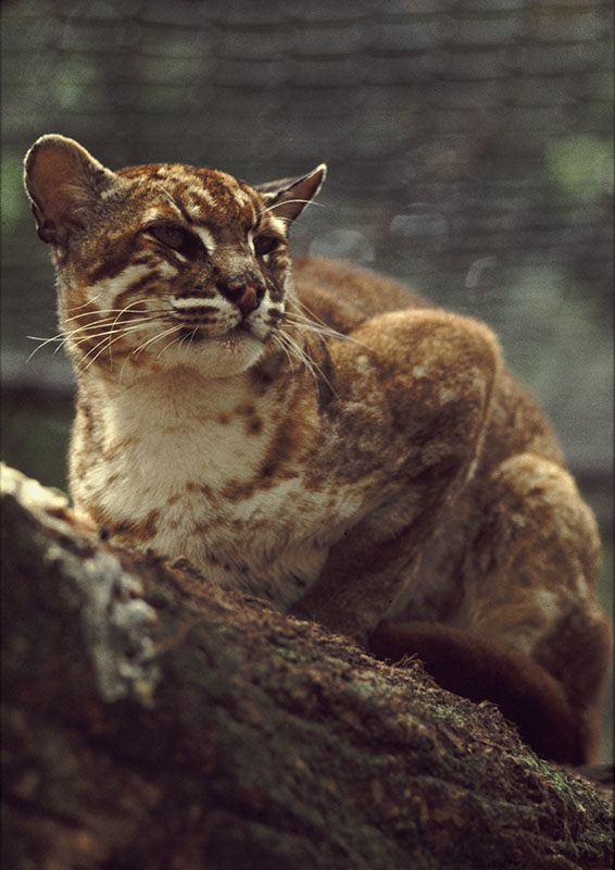 Asian golden cat 1974