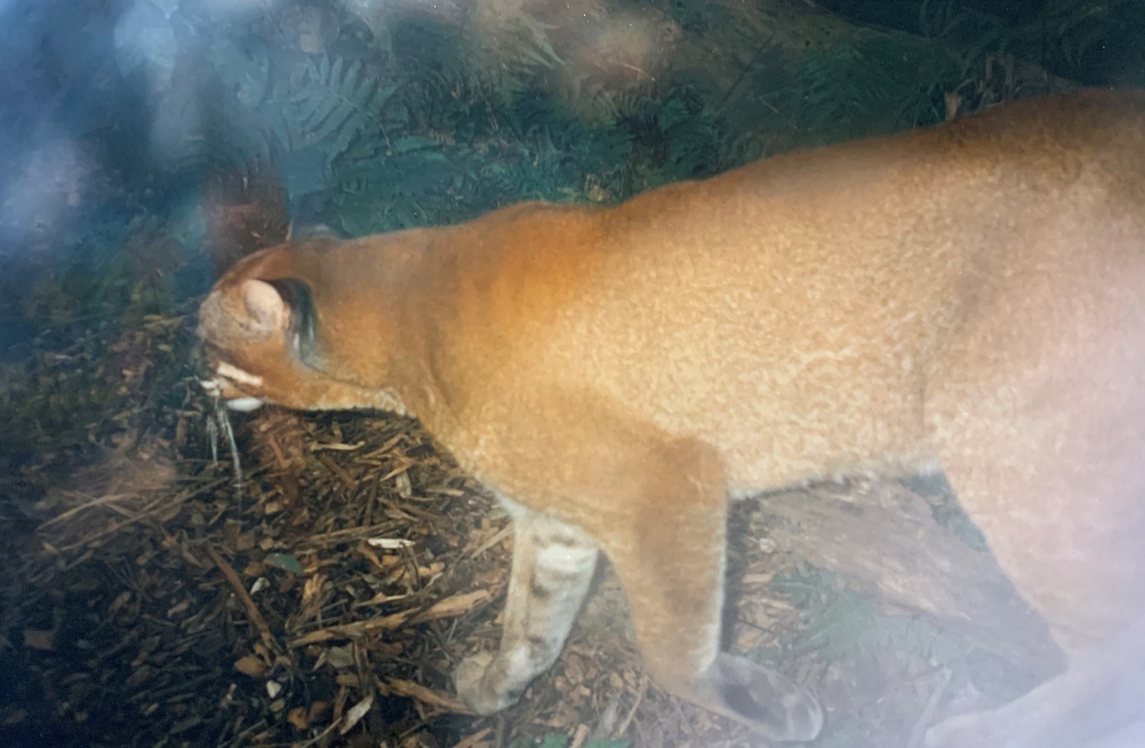 Asian Golden Cat (1996)