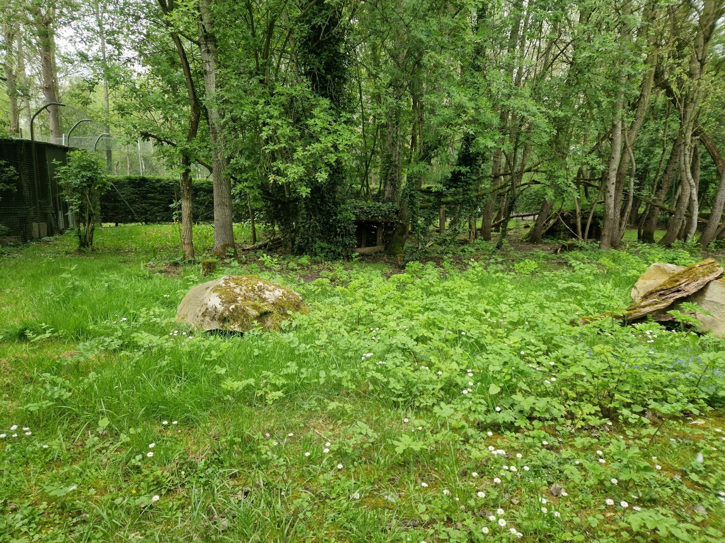 Asian Golden Cat  2nd exhibit