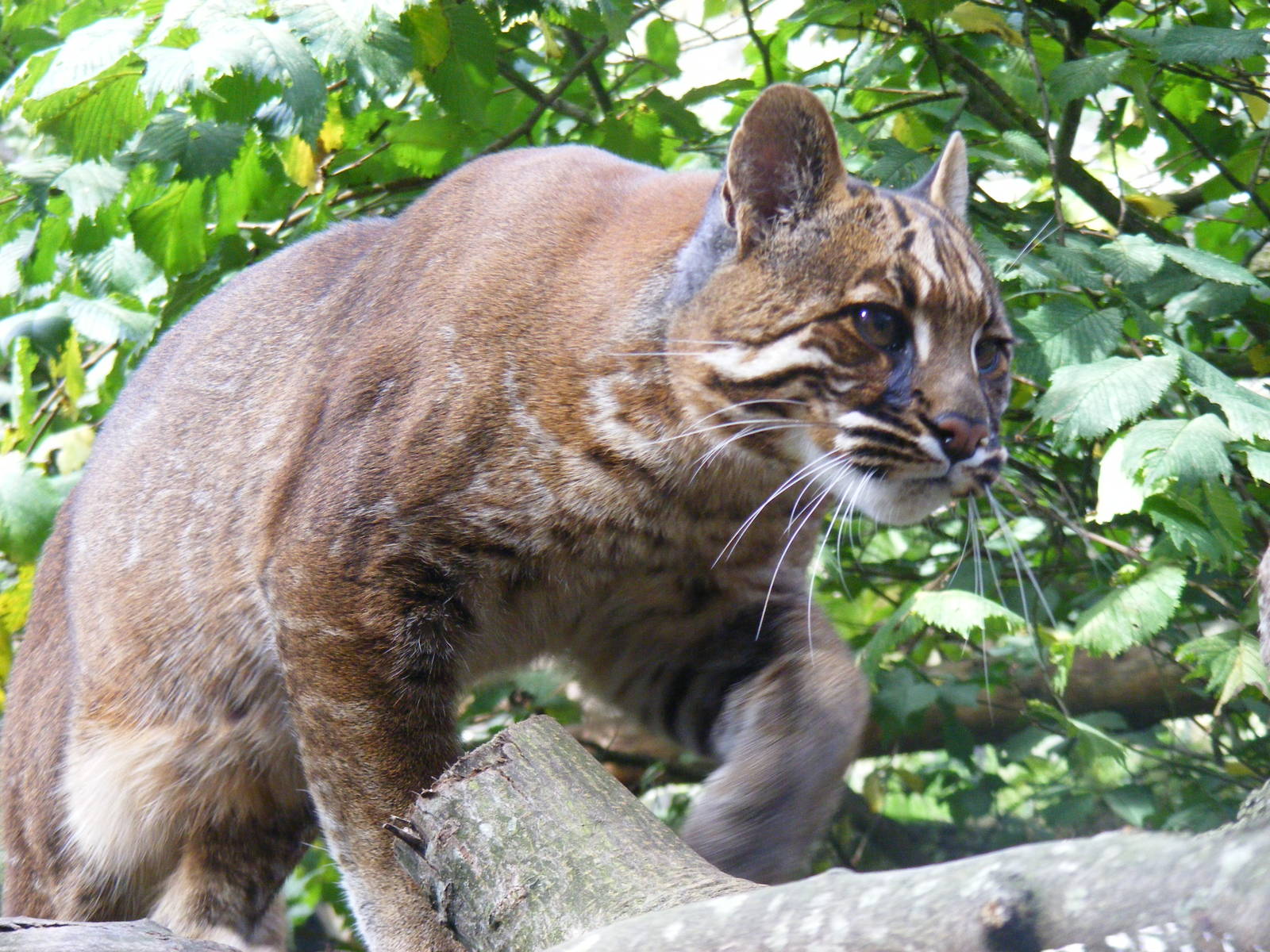 Asian golden cat at Edinburgh Zoo, 2 October 2010