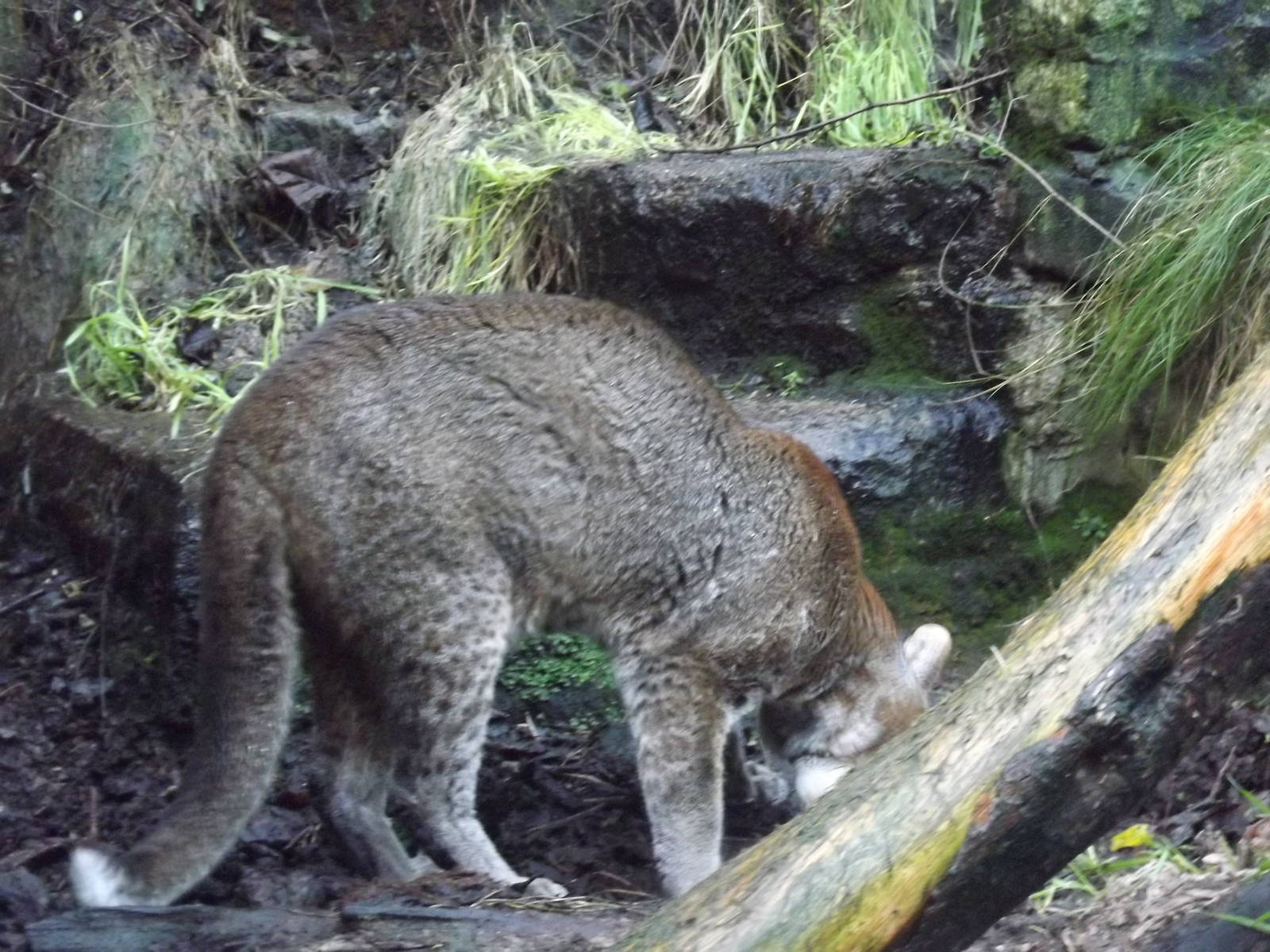 Asian golden cat at Edinburgh Zoo 28/12/11